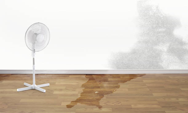 Best Carpet water damage restoration  in La Crescent, MN